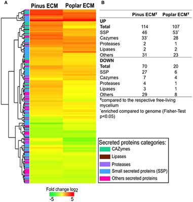 Secretome Analysis from the Ectomycorrhizal Ascomycete Cenococcum geophilum